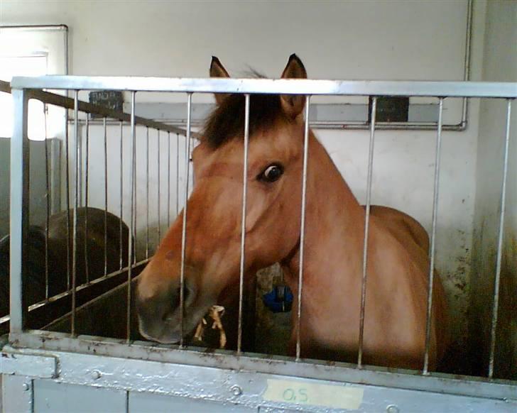 Anden særlig race Prinsesse Choco<3 billede 2