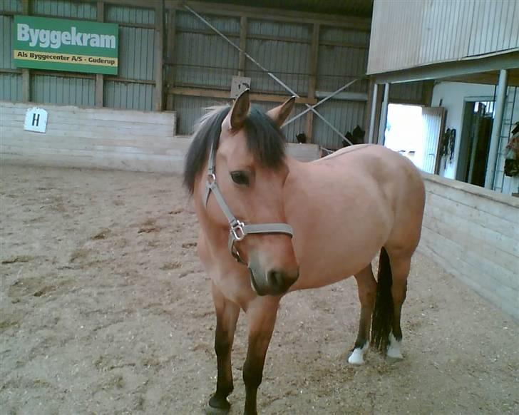 Anden særlig race Prinsesse Choco<3 billede 3