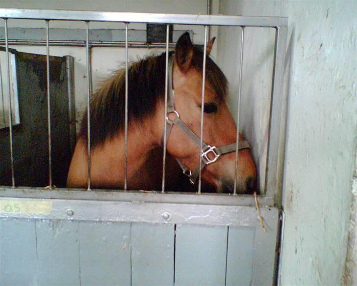 Anden særlig race Prinsesse Choco<3 billede 4