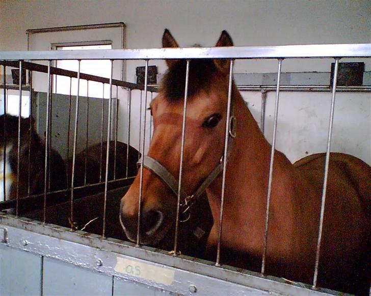 Anden særlig race Prinsesse Choco<3 billede 5