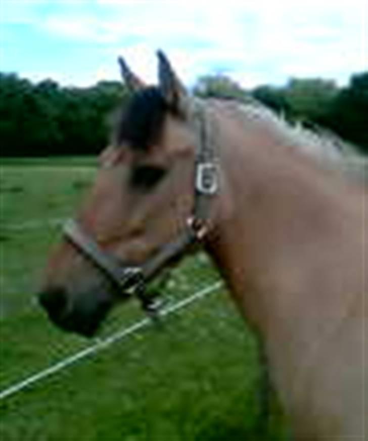 Anden særlig race Prinsesse Choco<3 billede 6