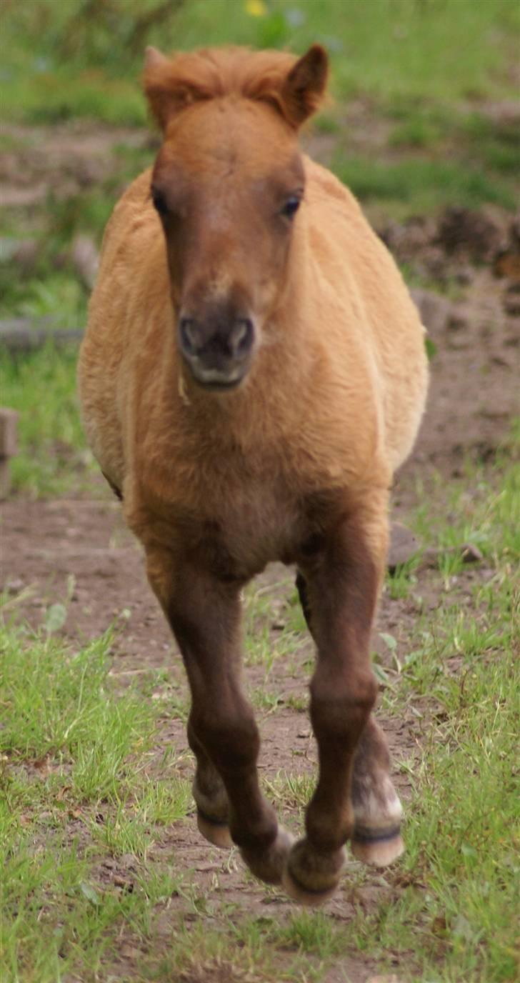 Shetlænder  munkebjergs fina(solgt) - fina denb 11/8 billede 9