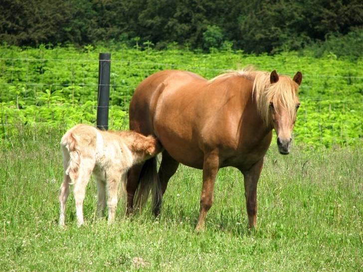 Islænder Asi fra Troldskov ( Solgt ) billede 5