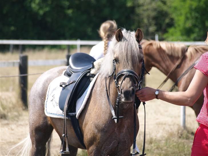Welsh Pony (sec B) Låddenhøjs Medina SOLGT billede 19