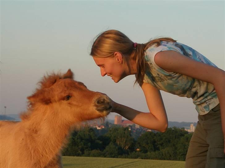 Islænder Asi fra Troldskov ( Solgt ) billede 6