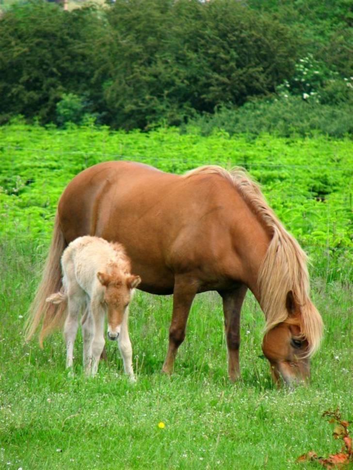 Islænder Asi fra Troldskov ( Solgt ) billede 7