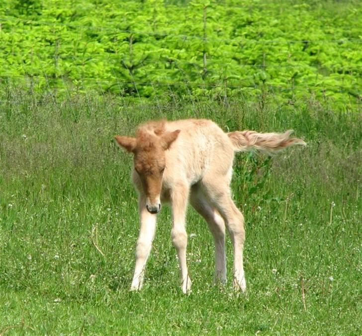 Islænder Asi fra Troldskov ( Solgt ) billede 8
