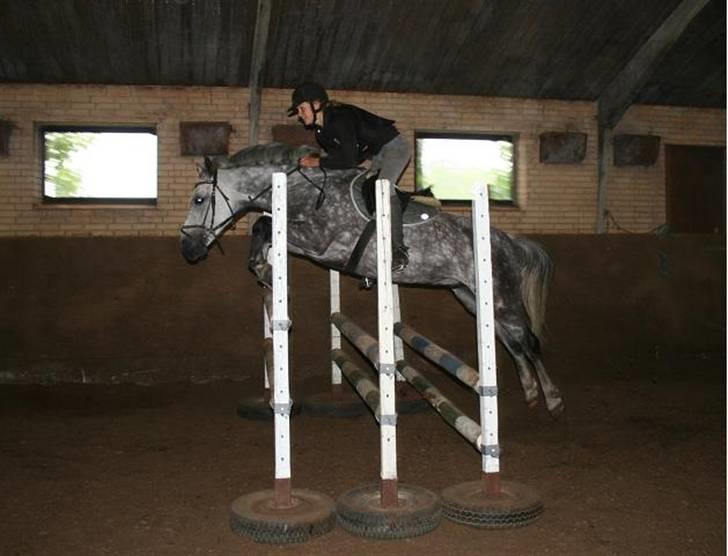 DSP Tino af Rosenholm t.part  - højdespring - 115 cm weei -  foto: Sabine (undskyld mørket) billede 18