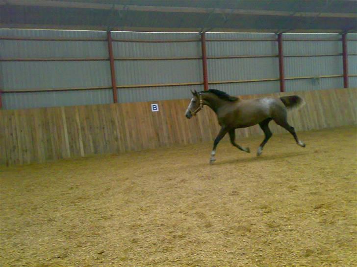 Holstener Zarina von Harknag  † 31.1.2012  †  - Hun var 3år gammel her :) Fotograf: Nete heisel billede 1