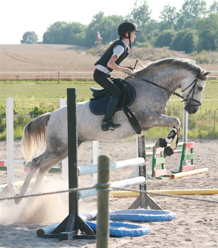 Welsh Partbred (Sec F) Lyngvejens Kenzo *SOLGT* - Billede nr. 8 Til springundervisning på Karlslunde 2007 billede 8