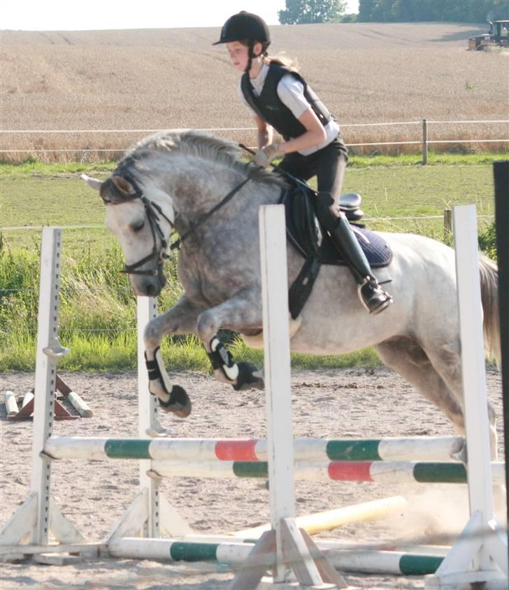 Welsh Partbred (Sec F) Lyngvejens Kenzo *SOLGT* - Billede nr. 9 2007 billede 9