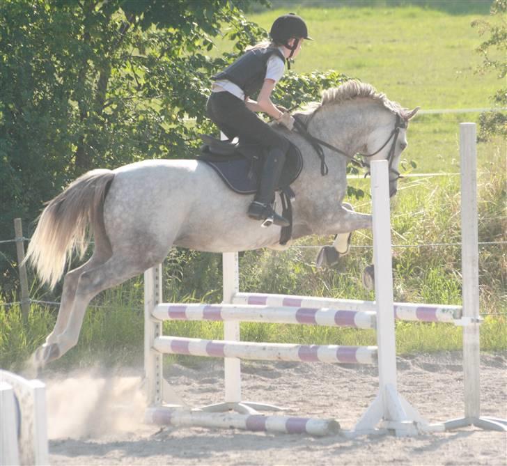 Welsh Partbred (Sec F) Lyngvejens Kenzo *SOLGT* - Billede nr. 11 2007 billede 11