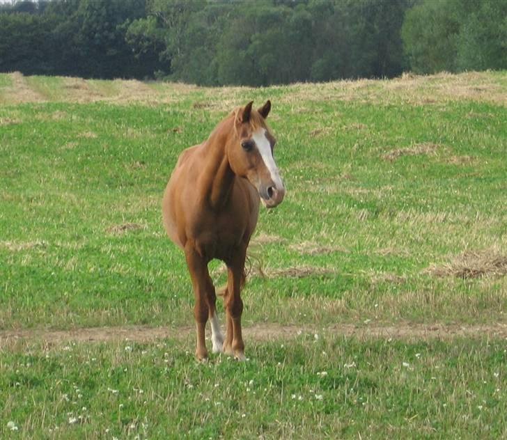 Anden særlig race Charlie - Min Engel † RIP - Charlie kigger<3 billede 8
