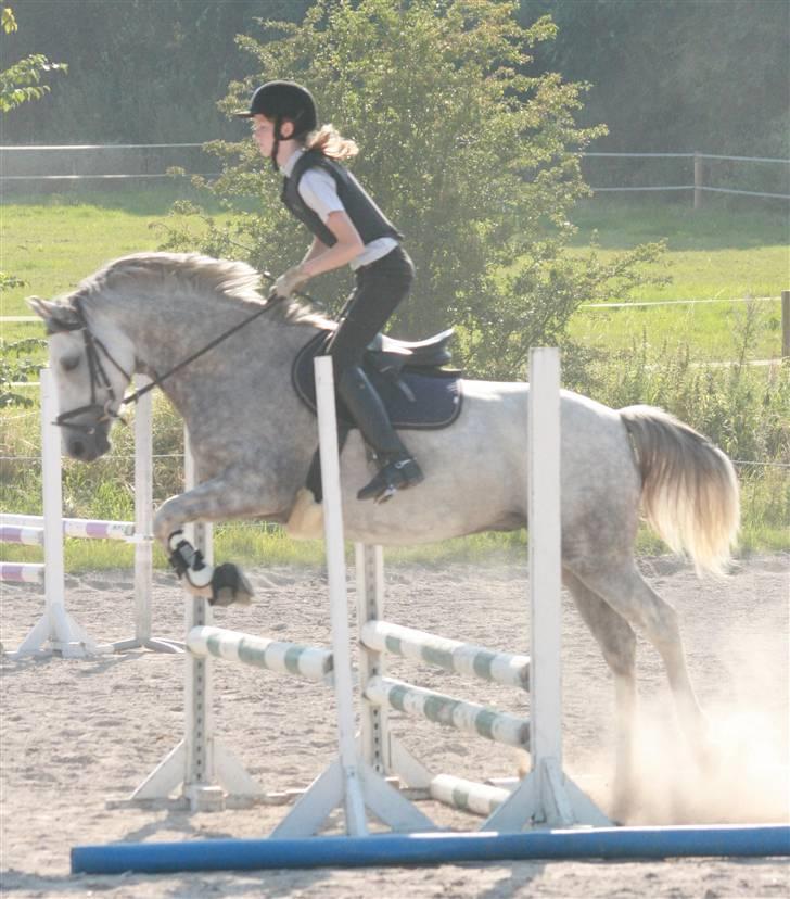 Welsh Partbred (Sec F) Lyngvejens Kenzo *SOLGT* - Billede nr. 12 2007 billede 12