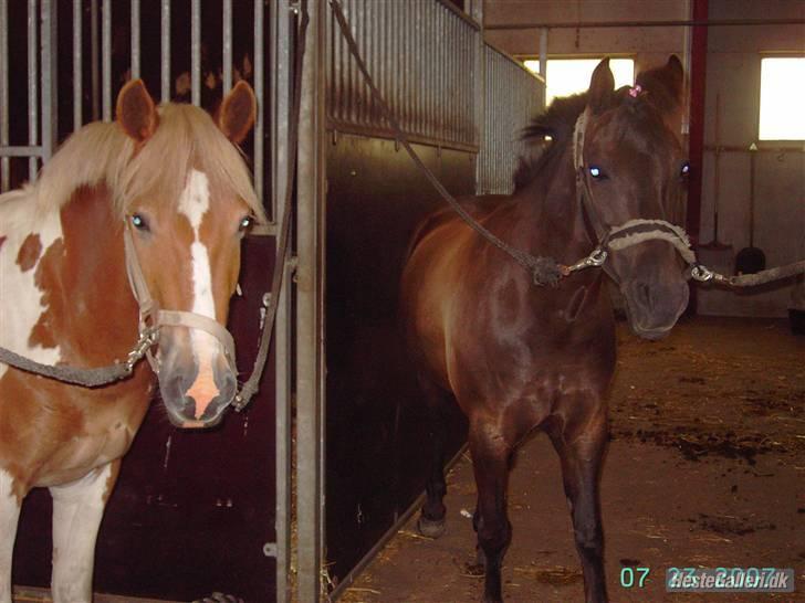 Anden særlig race Dusi<3  billede 8