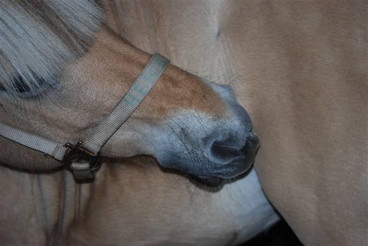 Fjordhest Heica  - Min dejlige pony <33 Super godt billede! Foto: Maria :* billede 15
