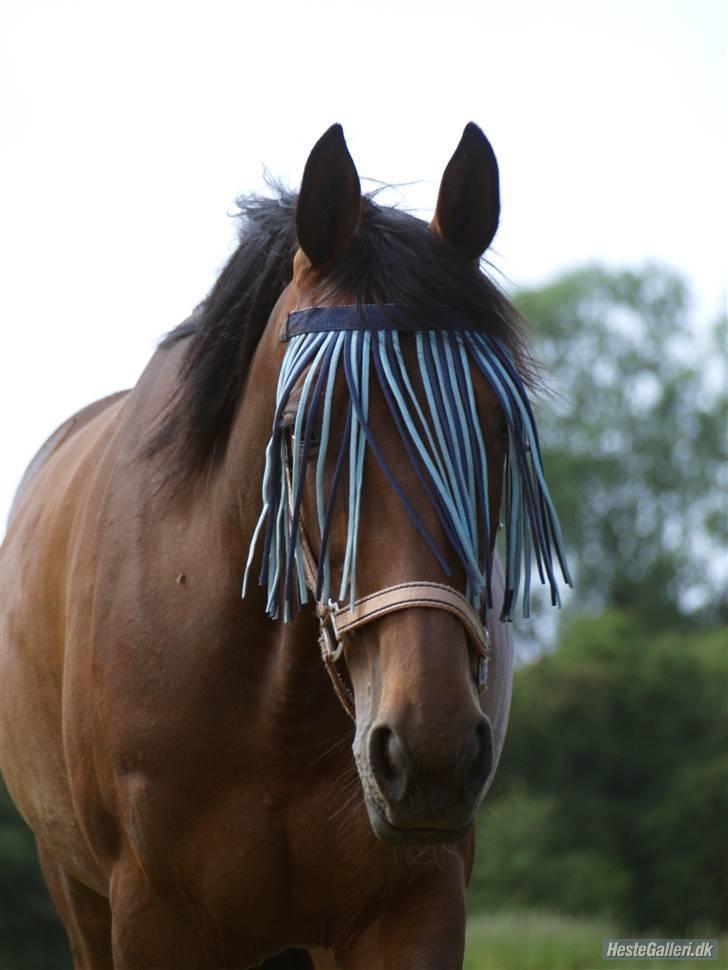 Traver Glory  - Taget af Lena. billede 3