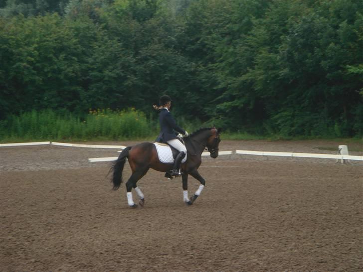 New Forest 1.Class Prince Albert billede 5