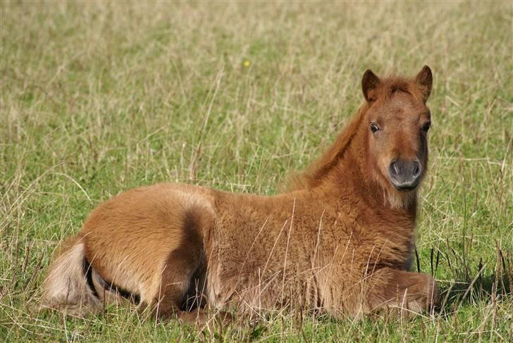 Shetlænder  munkebjergs fina(solgt) - lille fina   den 10/9 07 billede 11