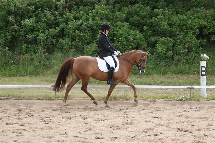 Anden særlig race BELLA <3 - Spjald, LB1. Foto: Cecilie Ullits  billede 8