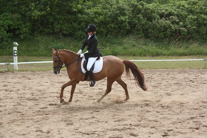 Anden særlig race BELLA <3 - Spjald 2011, LB1<3 Foto: Cecilie Ullits  billede 9
