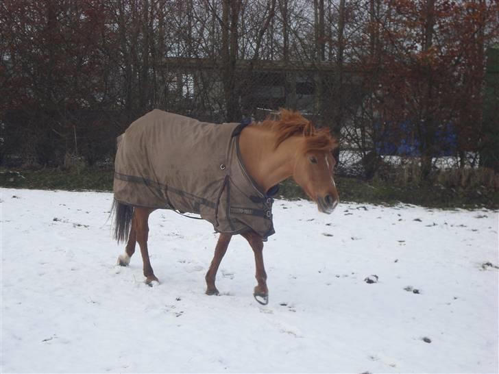 Anden særlig race BELLA <3 - Bella på fold<3 Foto: Mig  billede 10