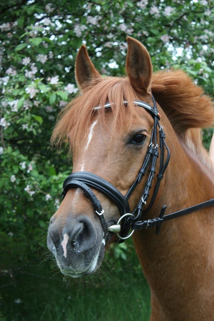 Anden særlig race BELLA <3 - Verdens smukkeste pony <3 Foto: Cecilie Ullits  billede 11