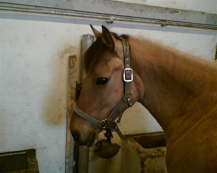 Anden særlig race Prinsesse Choco<3 billede 7