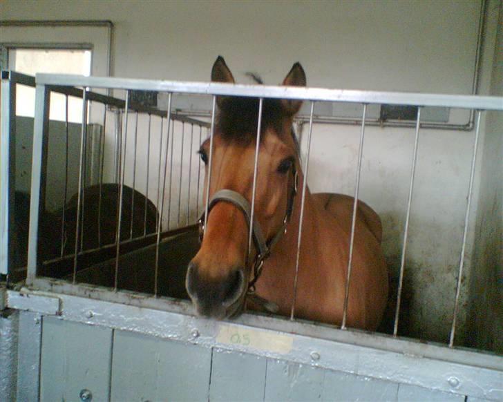 Anden særlig race Prinsesse Choco<3 billede 8