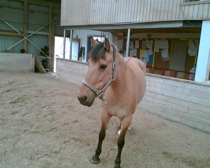 Anden særlig race Prinsesse Choco<3 billede 9