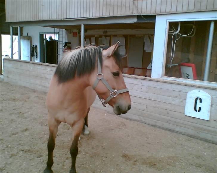 Anden særlig race Prinsesse Choco<3 billede 10