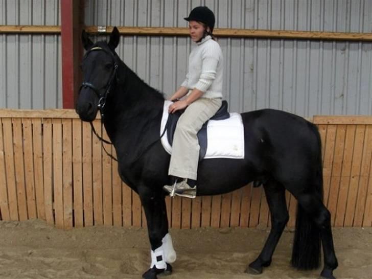 Frieser Sdr.Hyttens Qaiser  billede 12