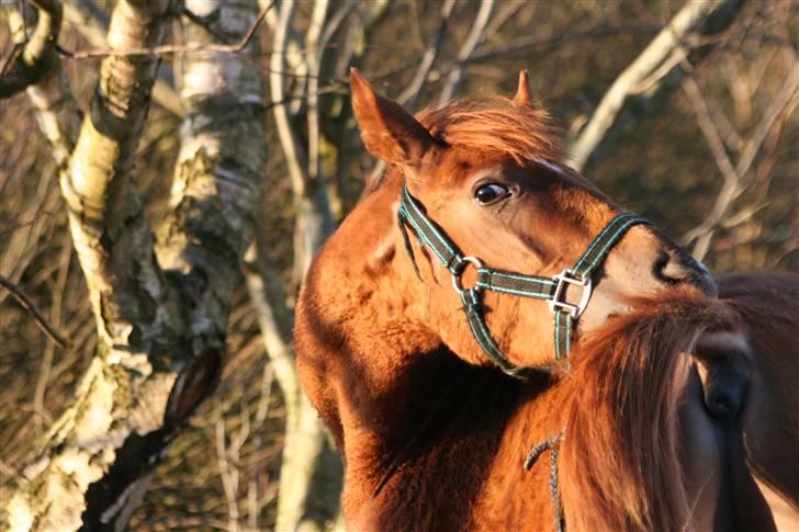 Anden særlig race Moon Dancer  *MD* - det klør altså lige på bagdelen *NYT* billede 20