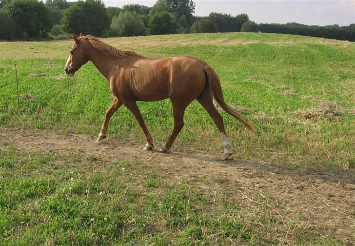 Anden særlig race Charlie - Min Engel † RIP - Charlie i trav billede 10