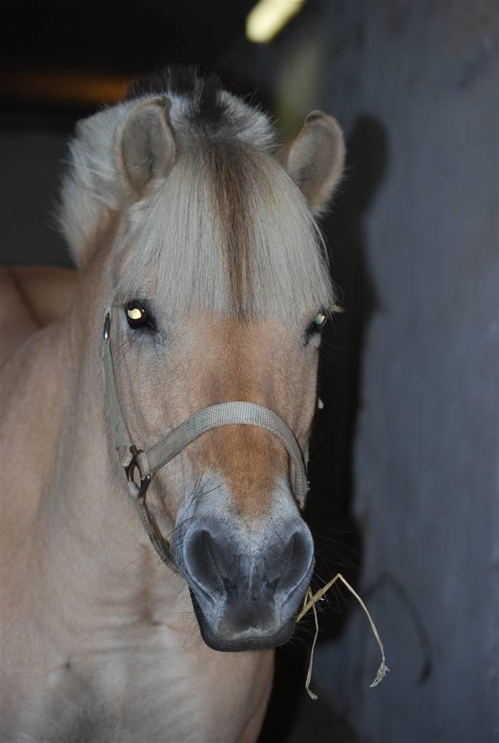 Fjordhest Heica  - Hun er vidunderlig! <33 Foto: Maria billede 17
