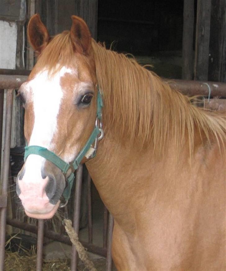 Anden særlig race Charlie - Min Engel † RIP - Smukke Charlie billede 11