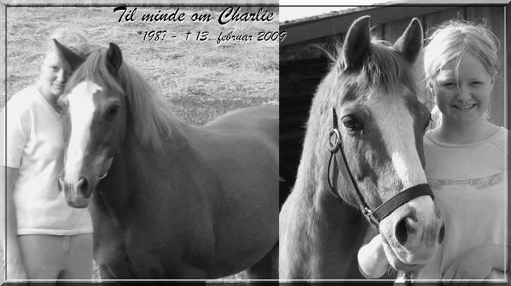 Anden særlig race Charlie - Min Engel † RIP - Charlie <33 billede 13