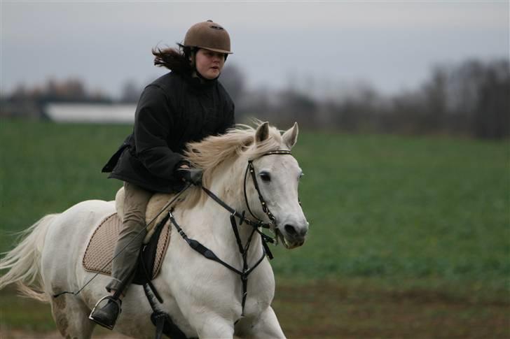 Anden særlig race Pento Grey - # 14 - NYT! - Galop på markvejen :) billede 14