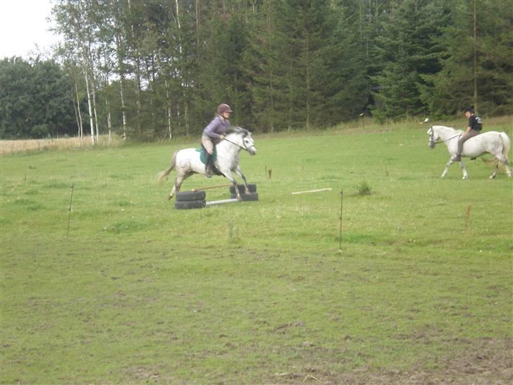 Welsh Mountain (sec A) frede  billede 9