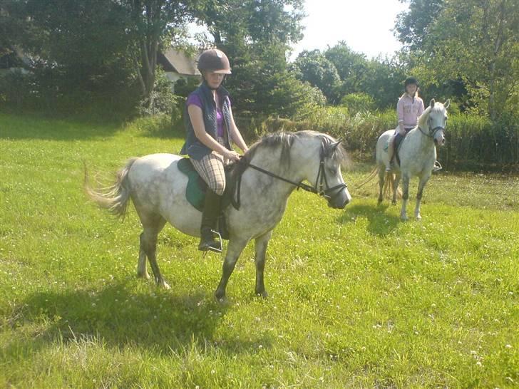 Welsh Mountain (sec A) frede  - nico bedsteven ever  billede 10