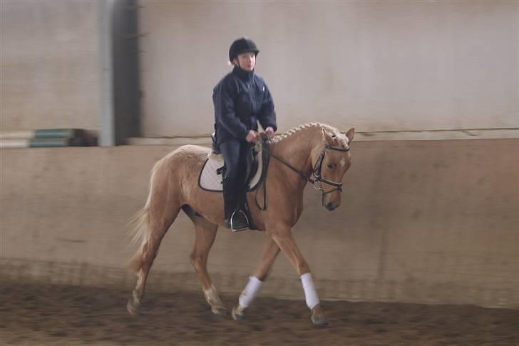 Palomino Golden Catch Me (Solgt) - Da vi var i tyskland og kigge på ham´ red ikke så godt der :P billede 10