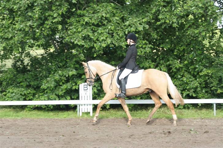 Palomino Golden Catch Me (Solgt) - i kan da bare komme Anton hvis i tørklæde?! billede 12