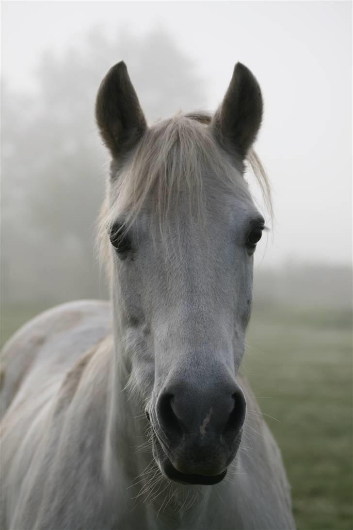 Anden særlig race Pento Grey - # 17 - Findes der en smukkere pony i hele verdenen? :B billede 17