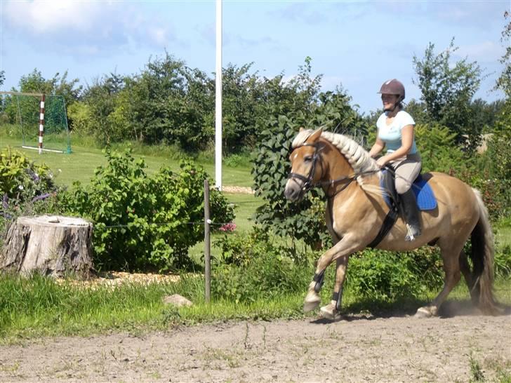 Haflinger Asti billede 8