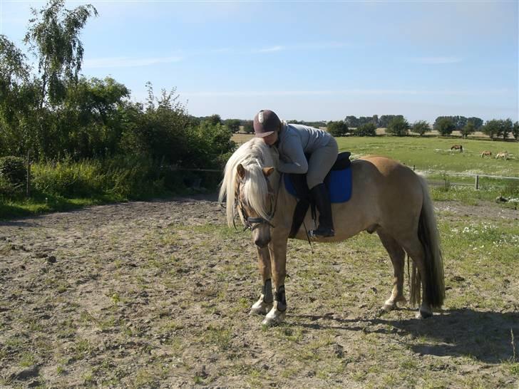 Haflinger Asti billede 9