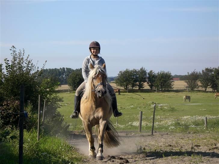 Haflinger Asti billede 10