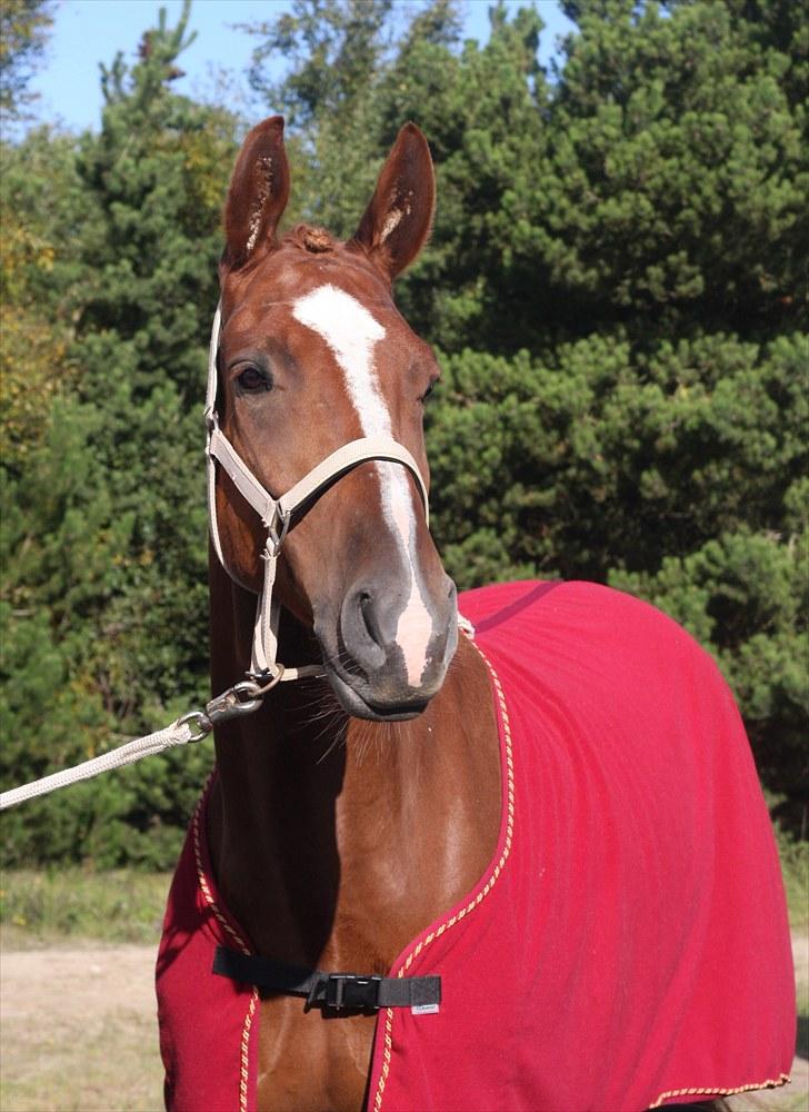 Dansk Varmblod Wald Staff - Velkommen til Wald Staffs profil :D billede 1