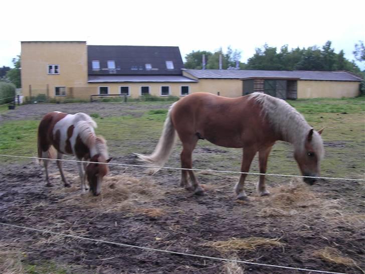 Haflinger starut. - INGEN AF MINE BILLEDER MÅ BRUGES PÅ ANDRE SIDER ELLER KOPIERES ! billede 10