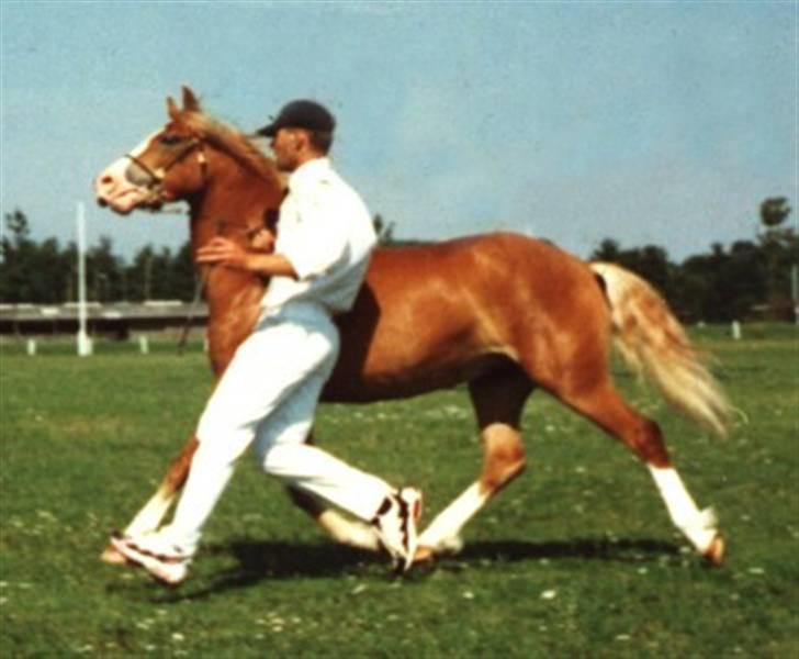 Welsh Pony af Cob-type (sec C) Åvangs Komtesse  - Komtesse til Welshkåring, 1997. hun bliver kåret 2 A. billede 5