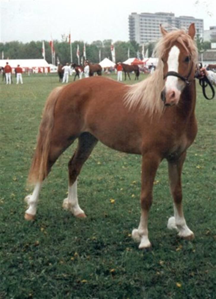 Welsh Pony af Cob-type (sec C) Åvangs Komtesse  - Komtesse til Plagskue, 1996.   billede 7